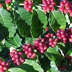 Arbusto de cafeto Arábica